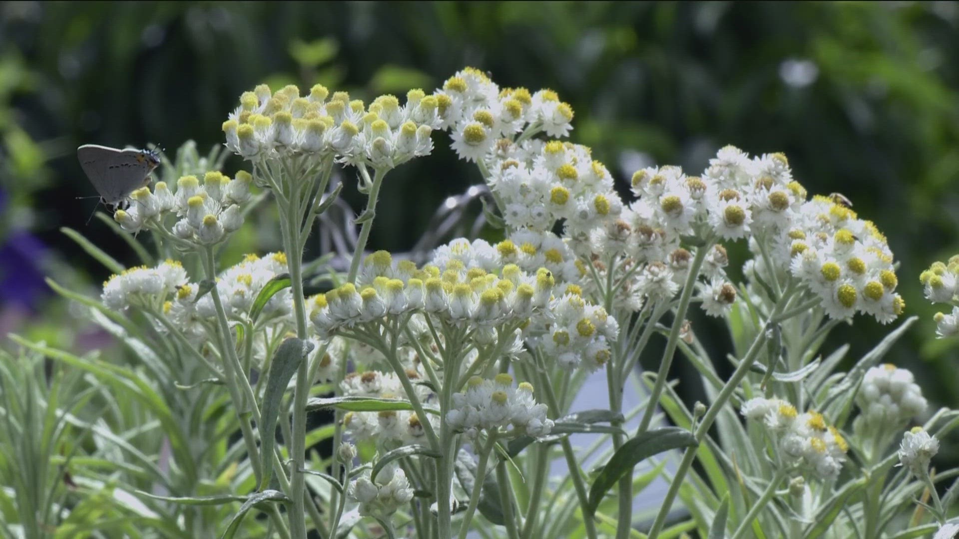 KTVB's Jim Duthie reminds us that providing a habitat for pollinators benefits all of us, and shows a few plants you can add to your garden to help attract them.