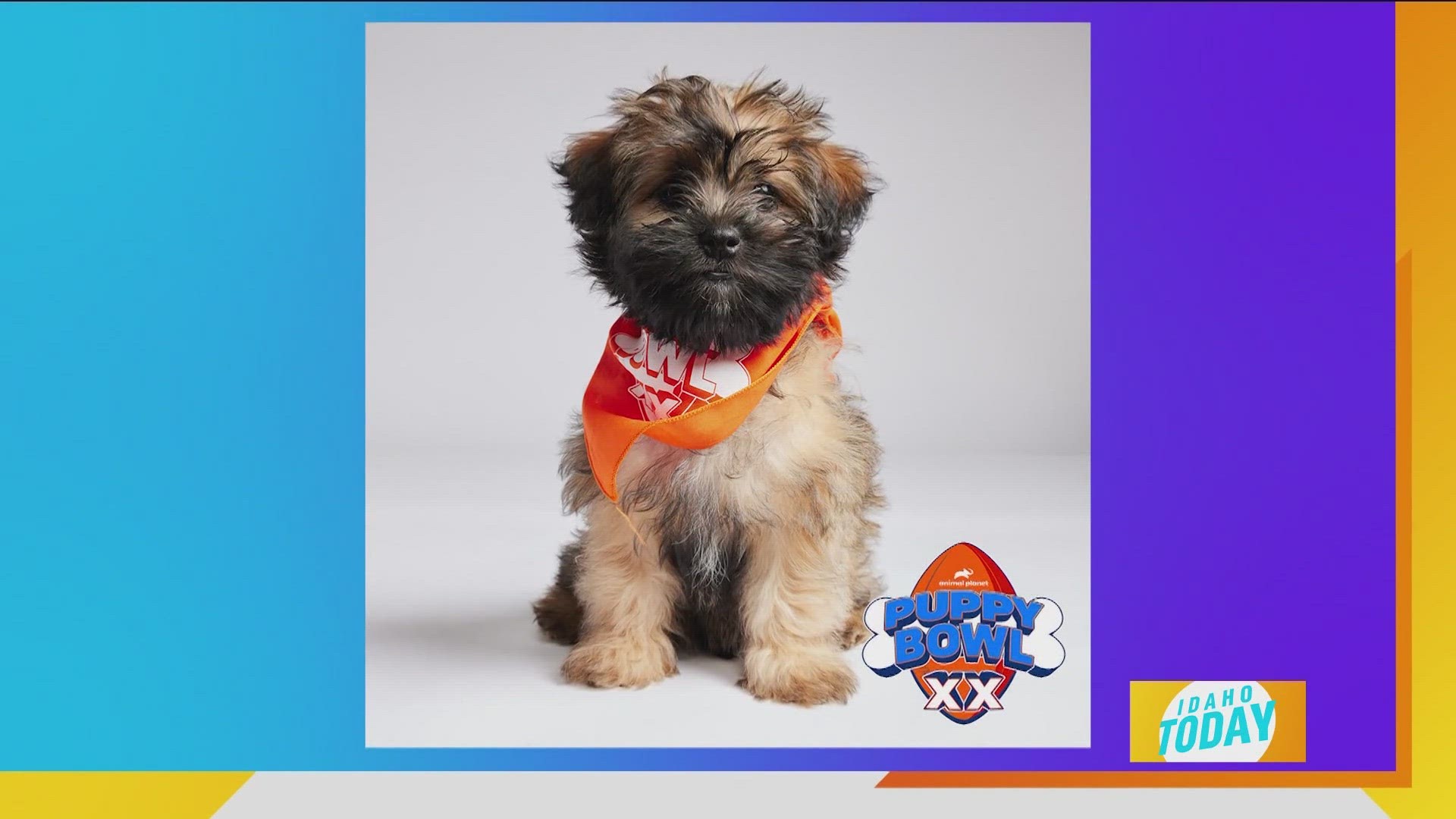 Puppy bowl hot sale team ruff