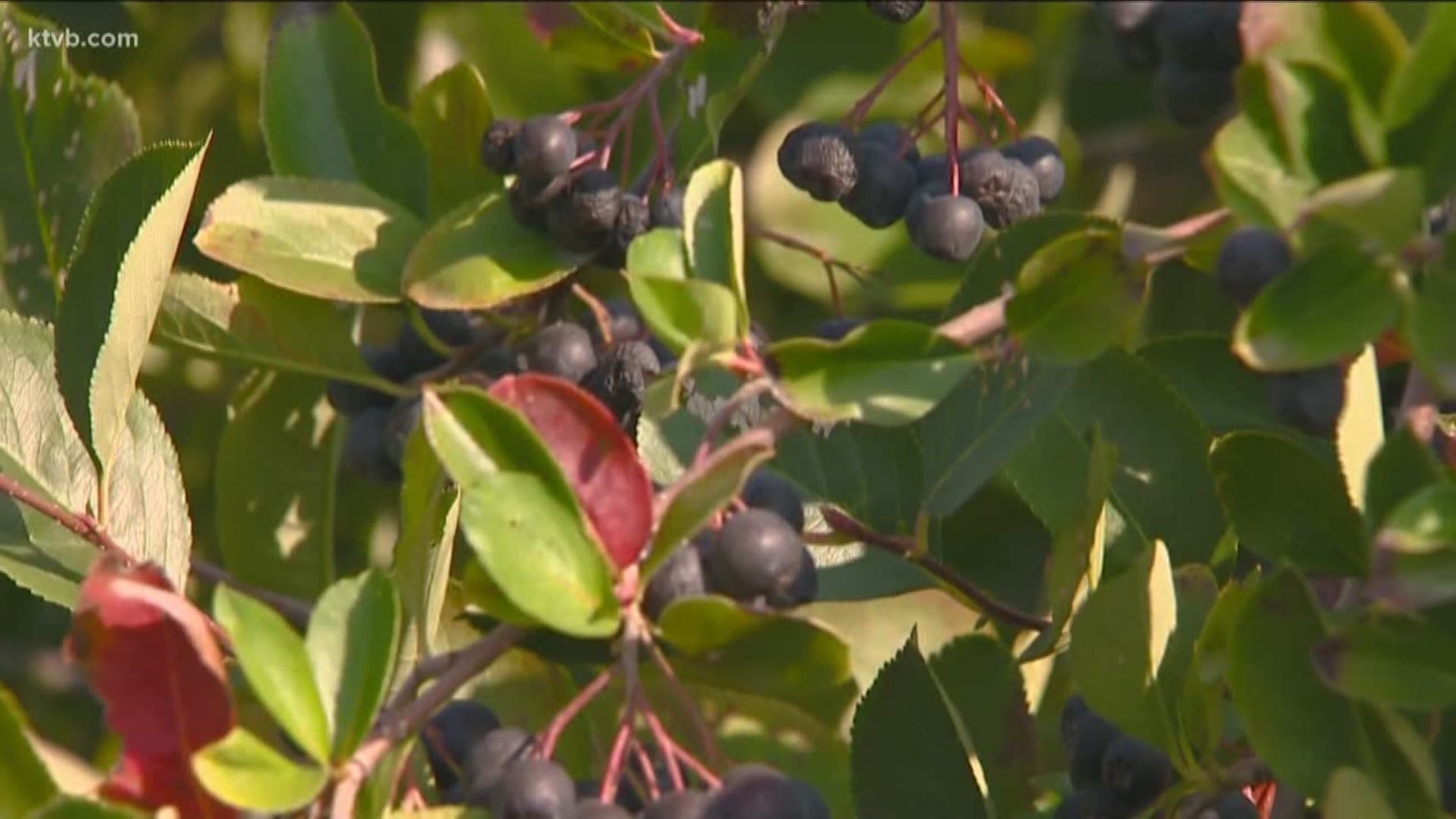 Jim Duthie takes us to a local farm where they are growing an unfamiliar berry.