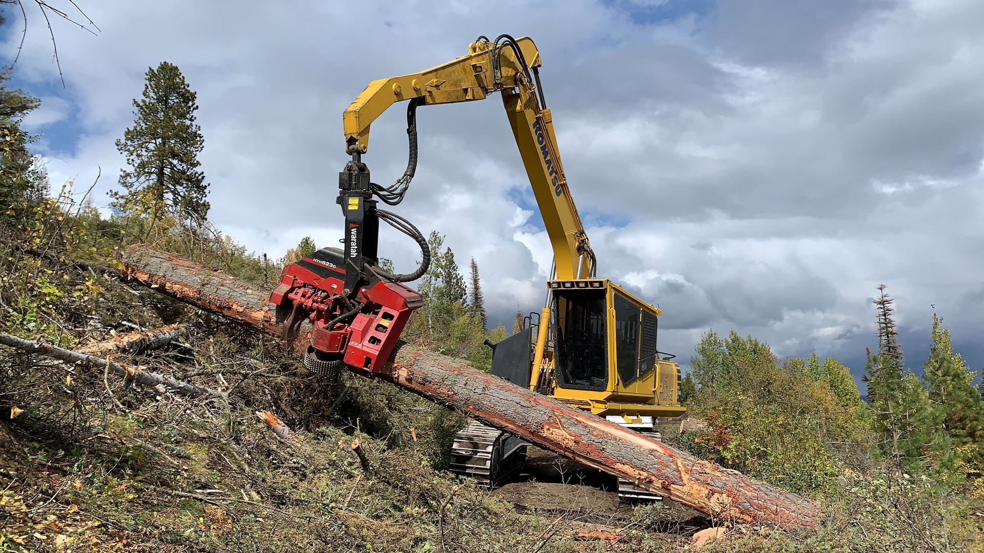Judge rules in favor of conservation group, halts logging project