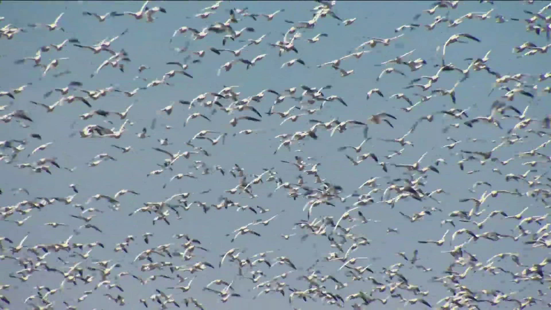 The sick and dead birds, namely geese, have been reported in the Lake Lowell, Parma, and Fort Boise areas, the Department of Idaho Fish and Game said.