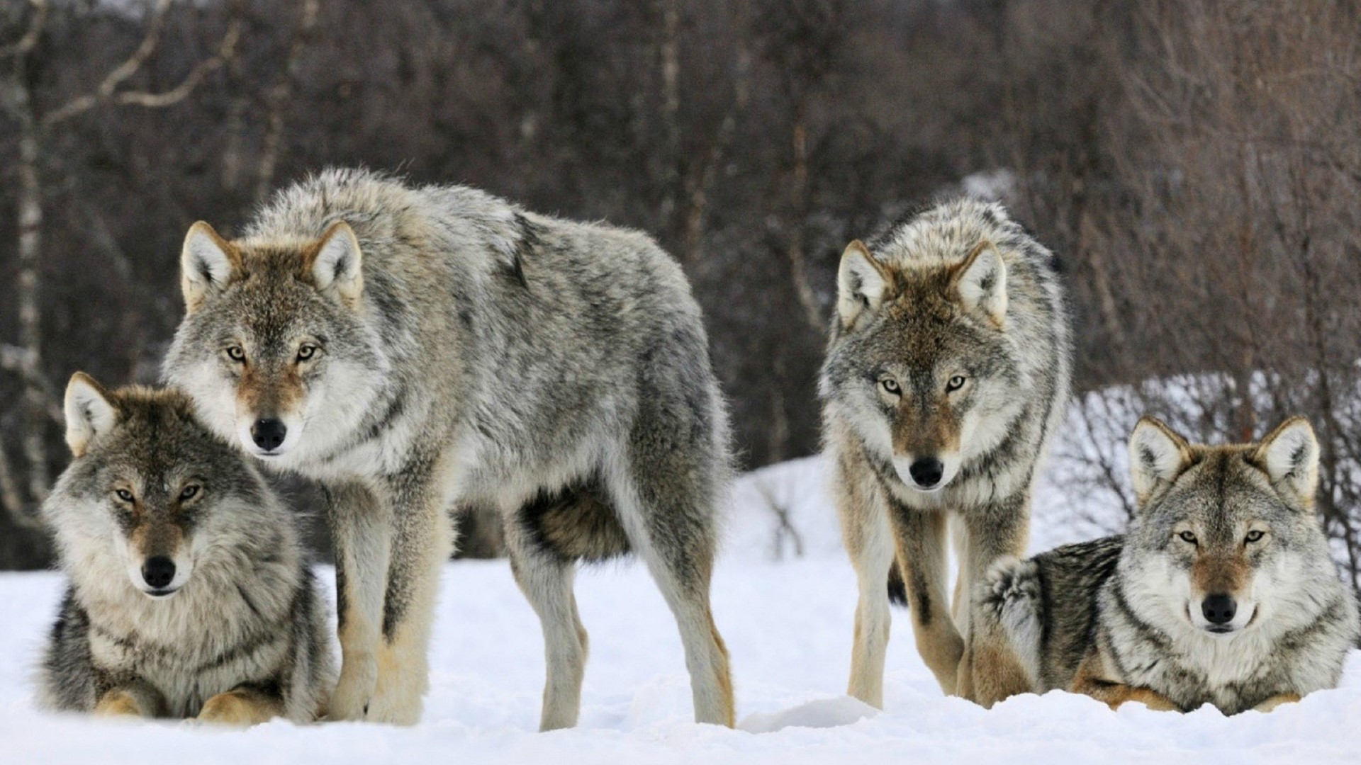 Lawmaker proposes wolffree zones in southern Idaho Protect The Wolves™