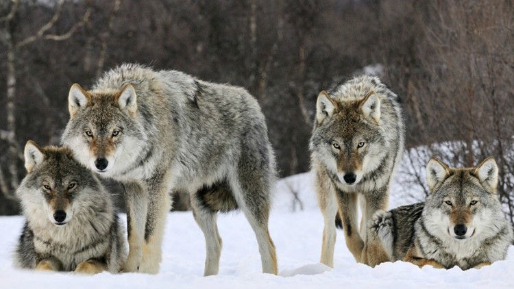 gray wolves hunting