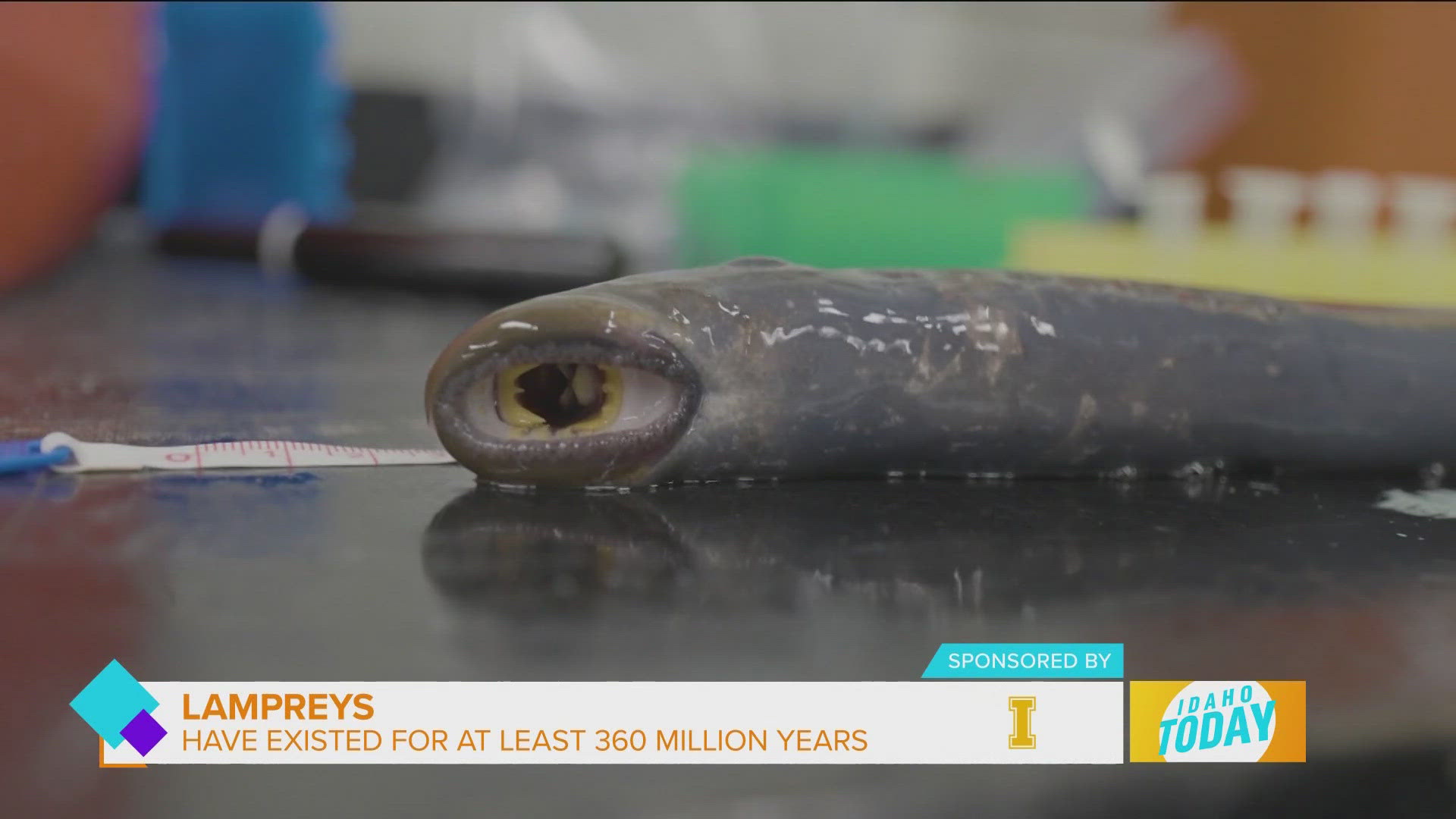 The decline of the Pacific Lamprey and how U of I is trying to save them.