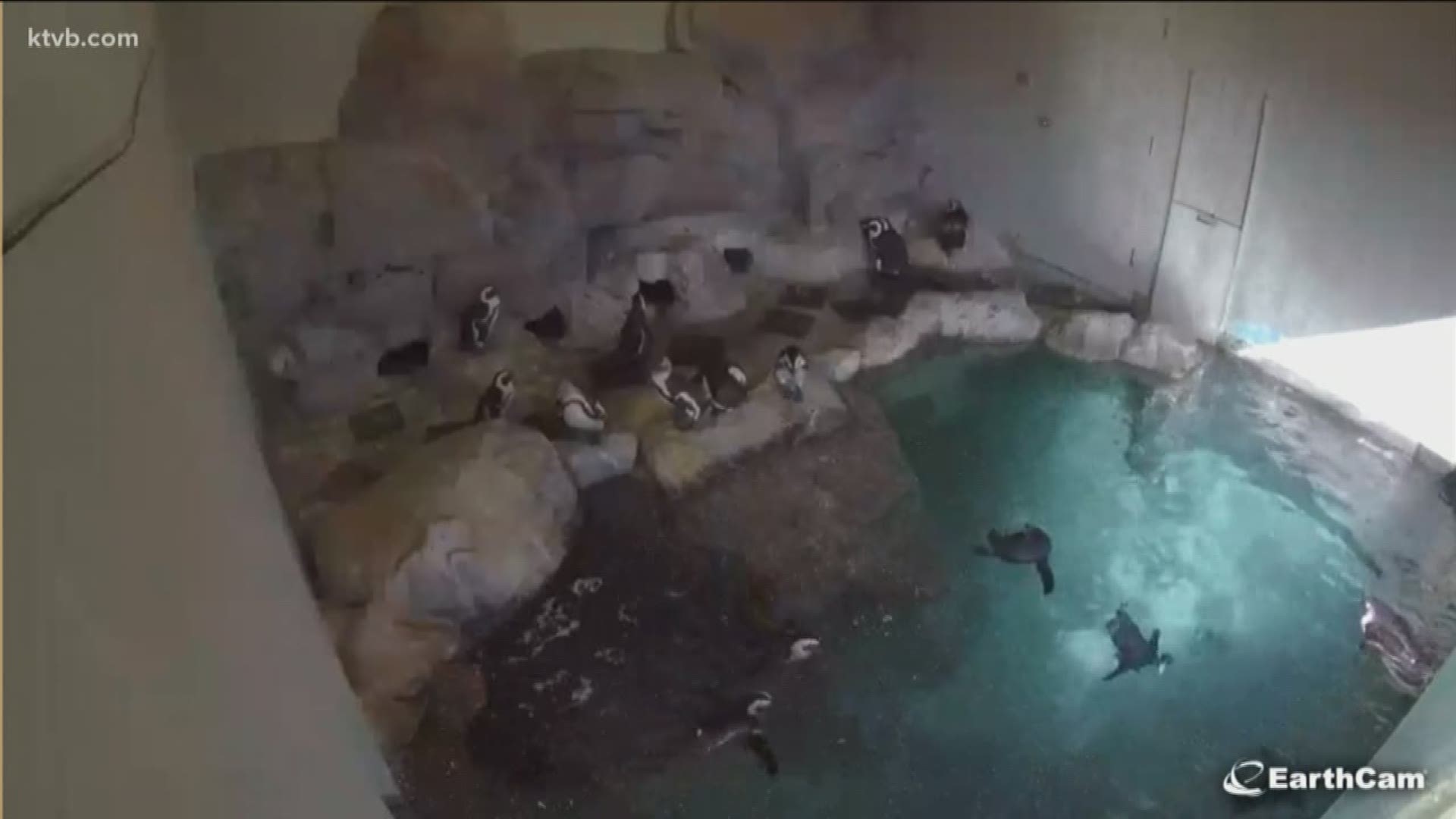 Earthcam is providing live streaming of the penguin cove at the Idaho Falls Zoo.