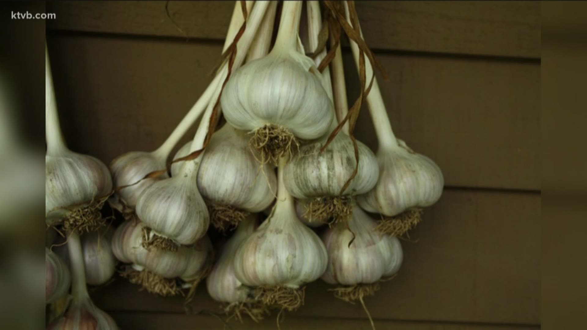 Jim Duthie gives us a little taste of garlic and how you can grow it.