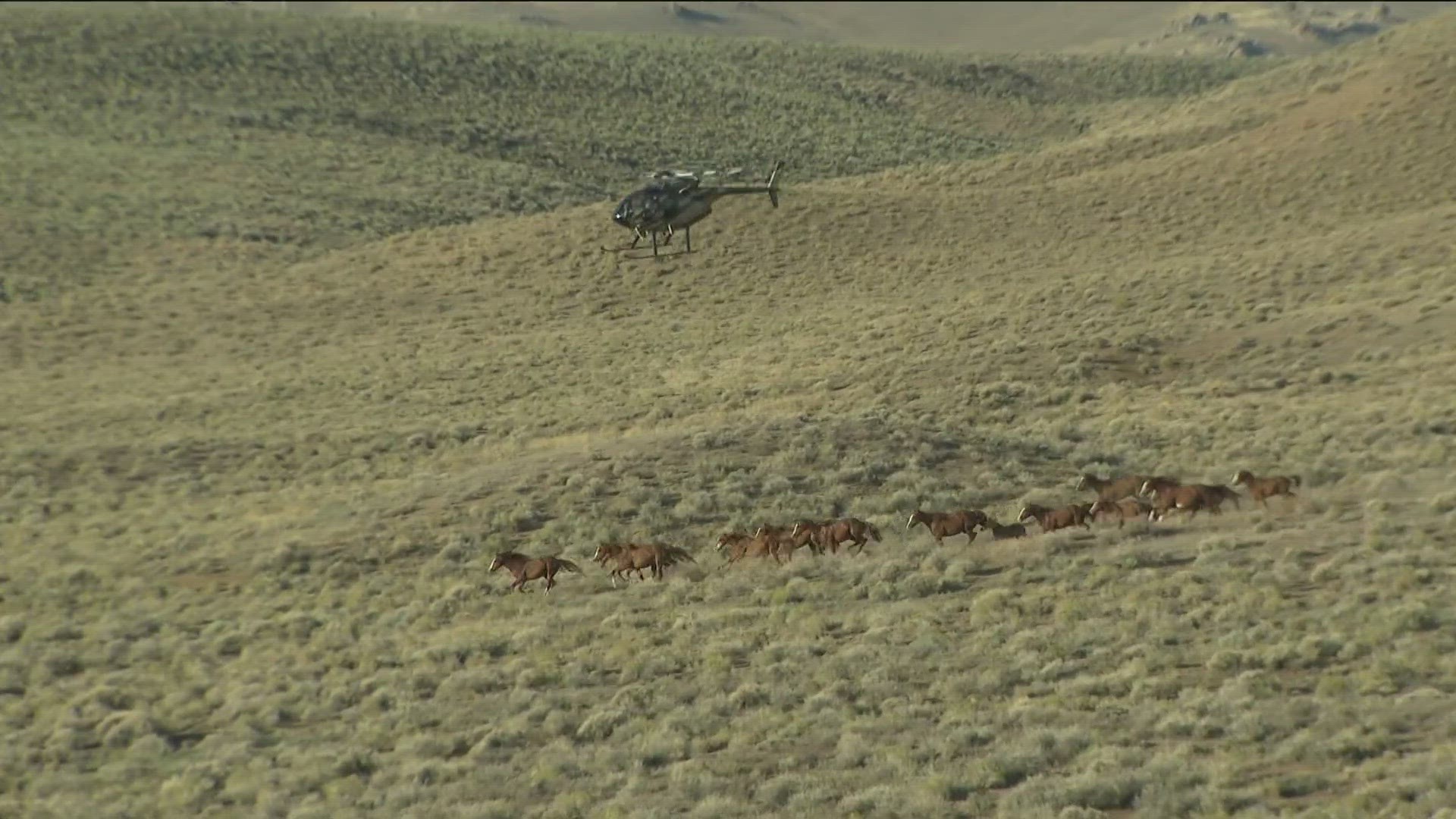 The BLM uses a helicopter to conduct wild horse roundups with the goal of maintaining healthy heard numbers in their management areas.
