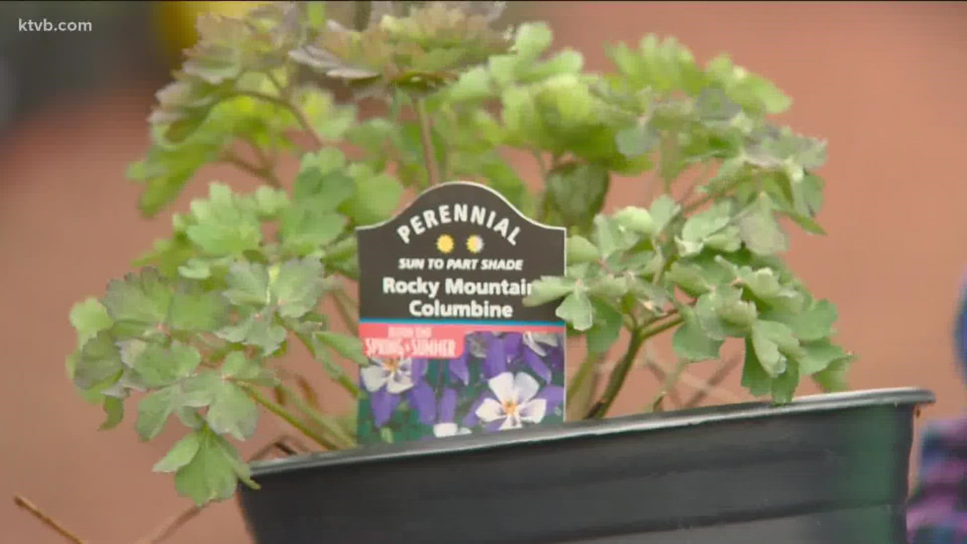The North End Organic Nursery showcases flower options to save water in your home landscapes ahead of Earth Day on Friday.