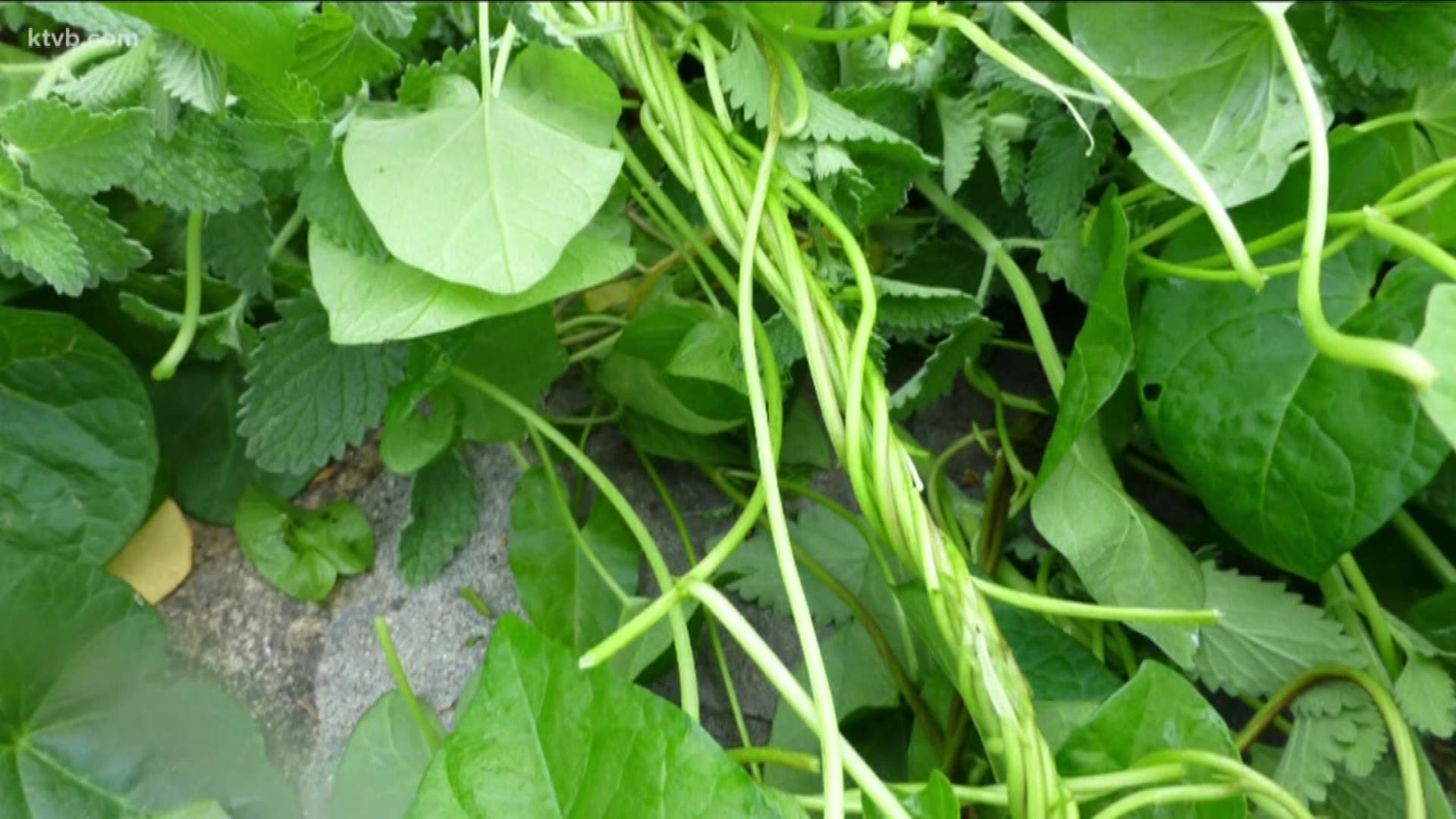 Jim Duthie shows us a few common weeds and what you can do to combat them.