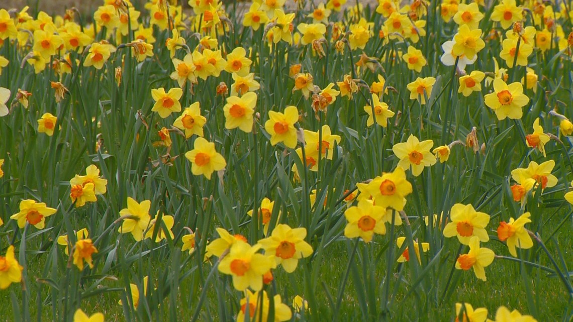 Daffodils planted in Boise in memory of Holocaust victims