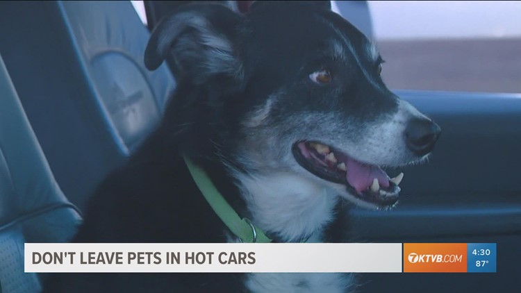 Dog dies after being left in hot Meridian car: 'This death was completely preventable'