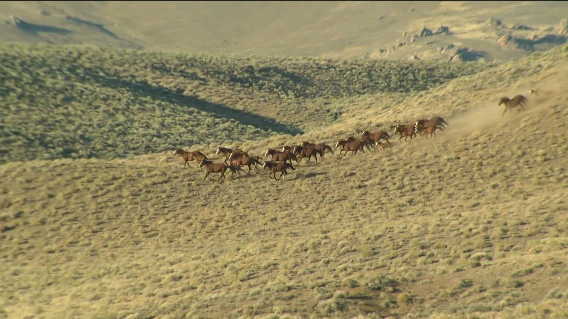 BLM works to capture 281 horses, advocates advise fertility control ...