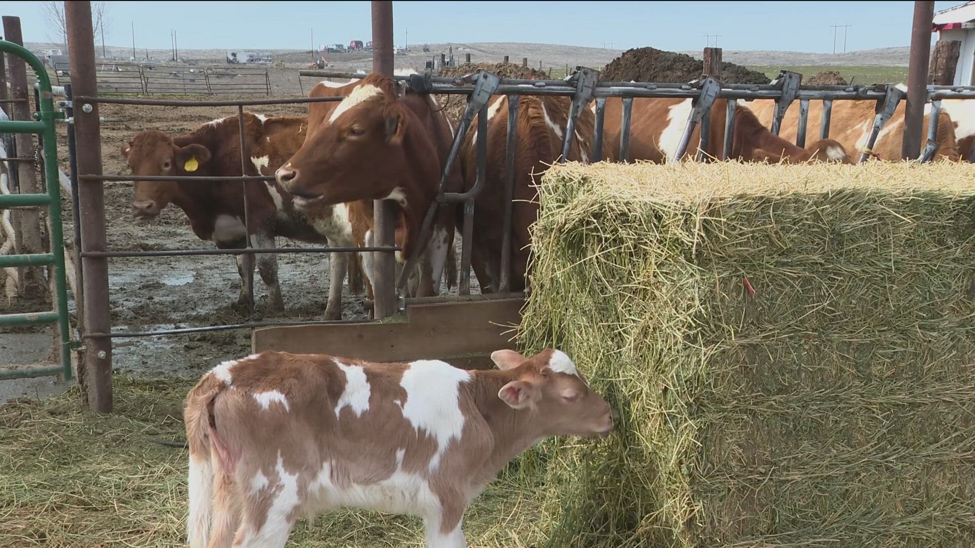Inside AG: Idaho farmers and ranchers struggle with mental health ...