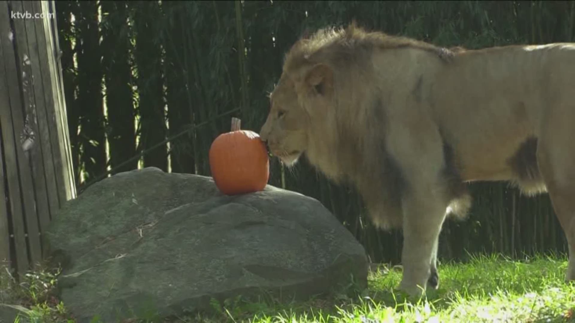 The African lion comes to Boise from Maryland.