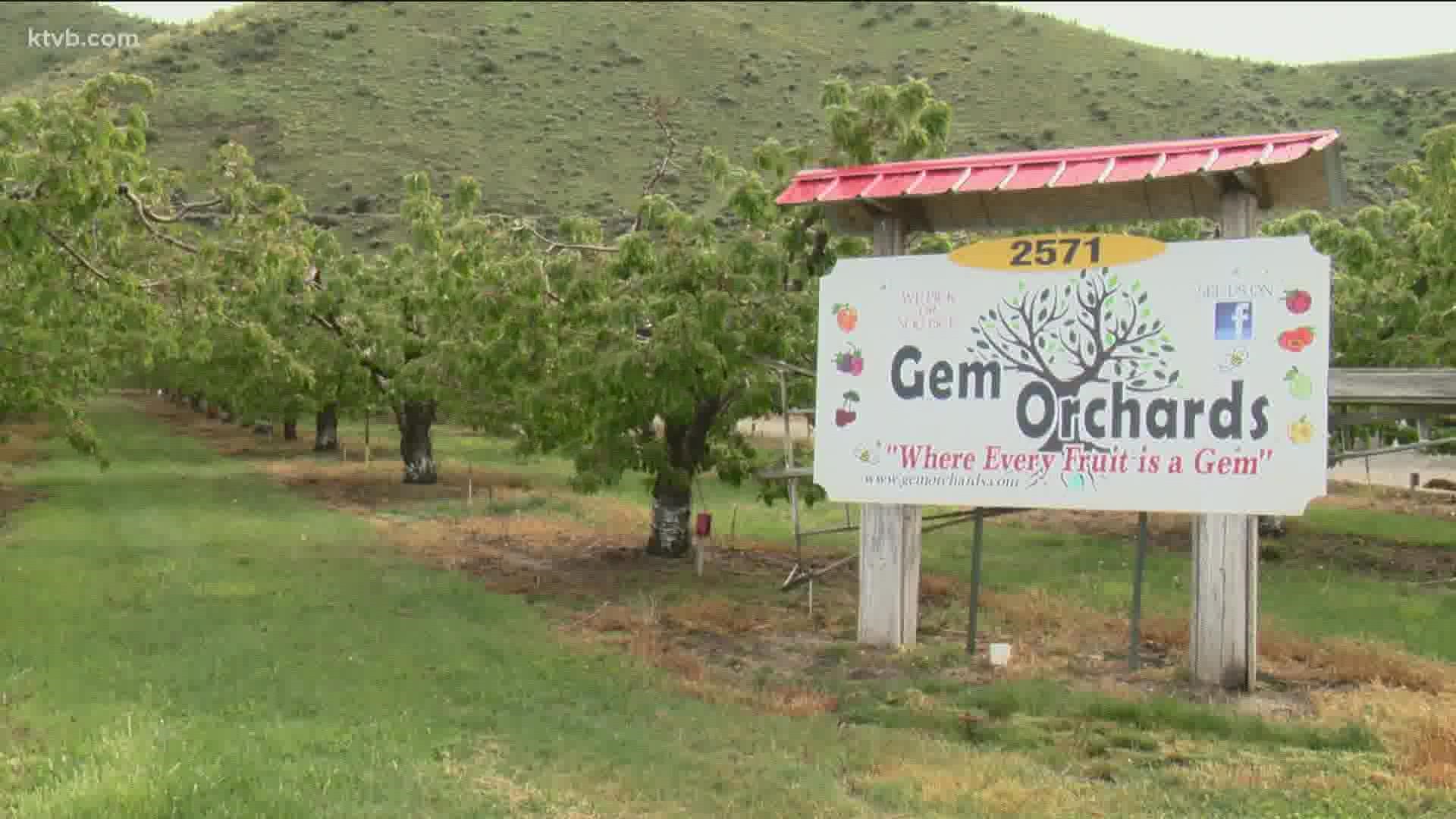 At 28 degrees, Gem Orchards in Emmett will begin to start losing its fruit, just ahead of harvest.