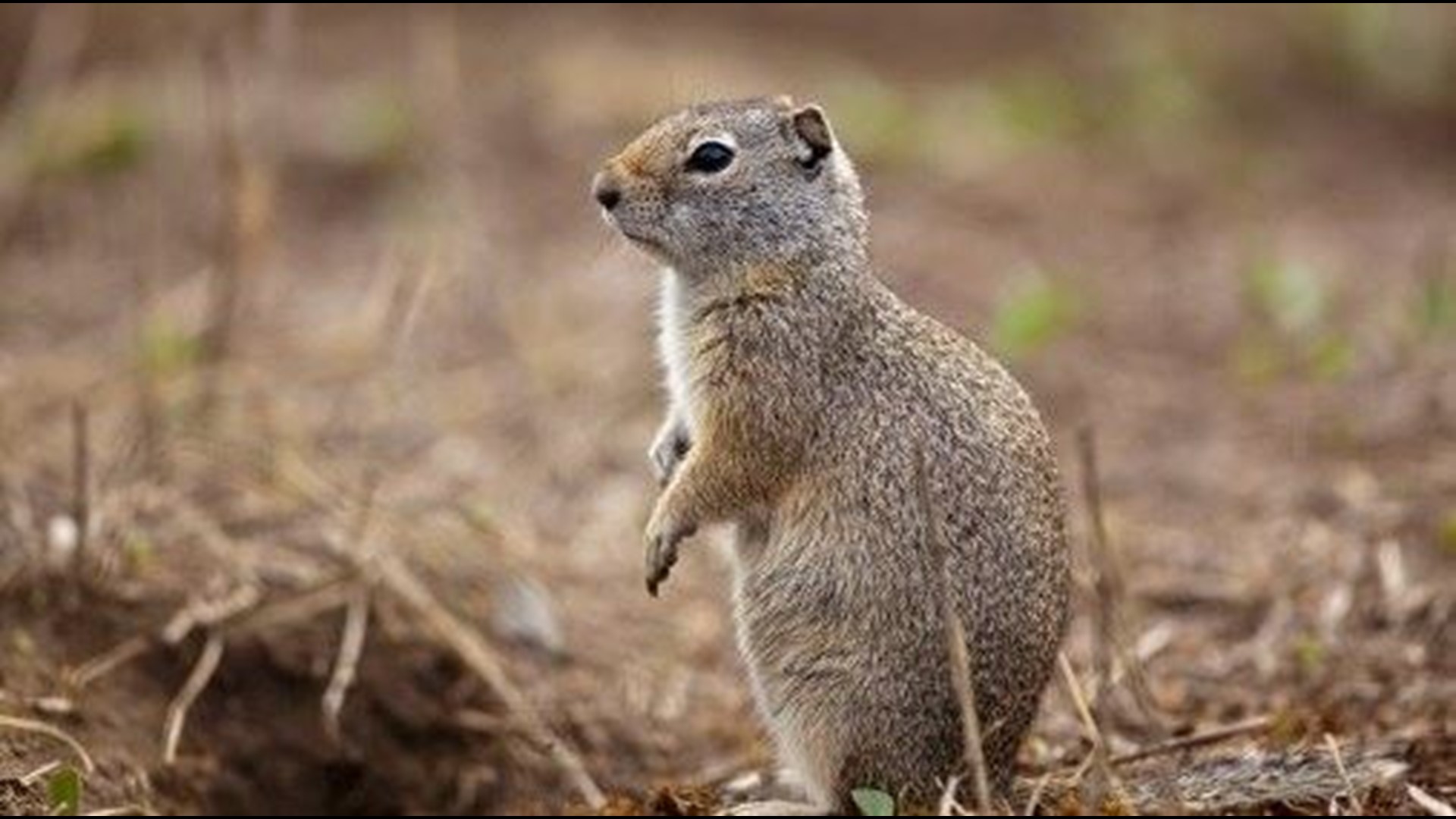 Threatened Ground Squirrel Could Halt Idaho Dam Expansion