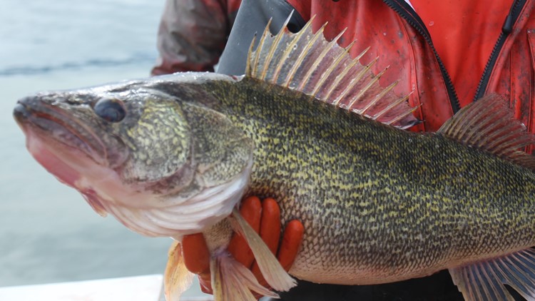 Catch a fish in Lake Pend Oreille, you could catch a big chunk of