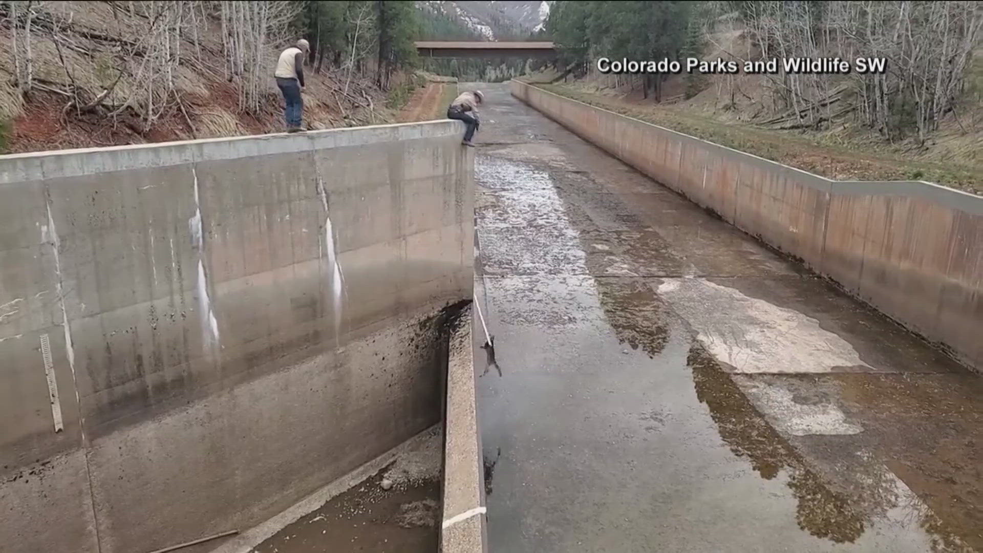 Colorado wildlife officials were called to Vallecito Reservoir by a staffer who was about to release water down the spillway where the two young cubs were stuck.