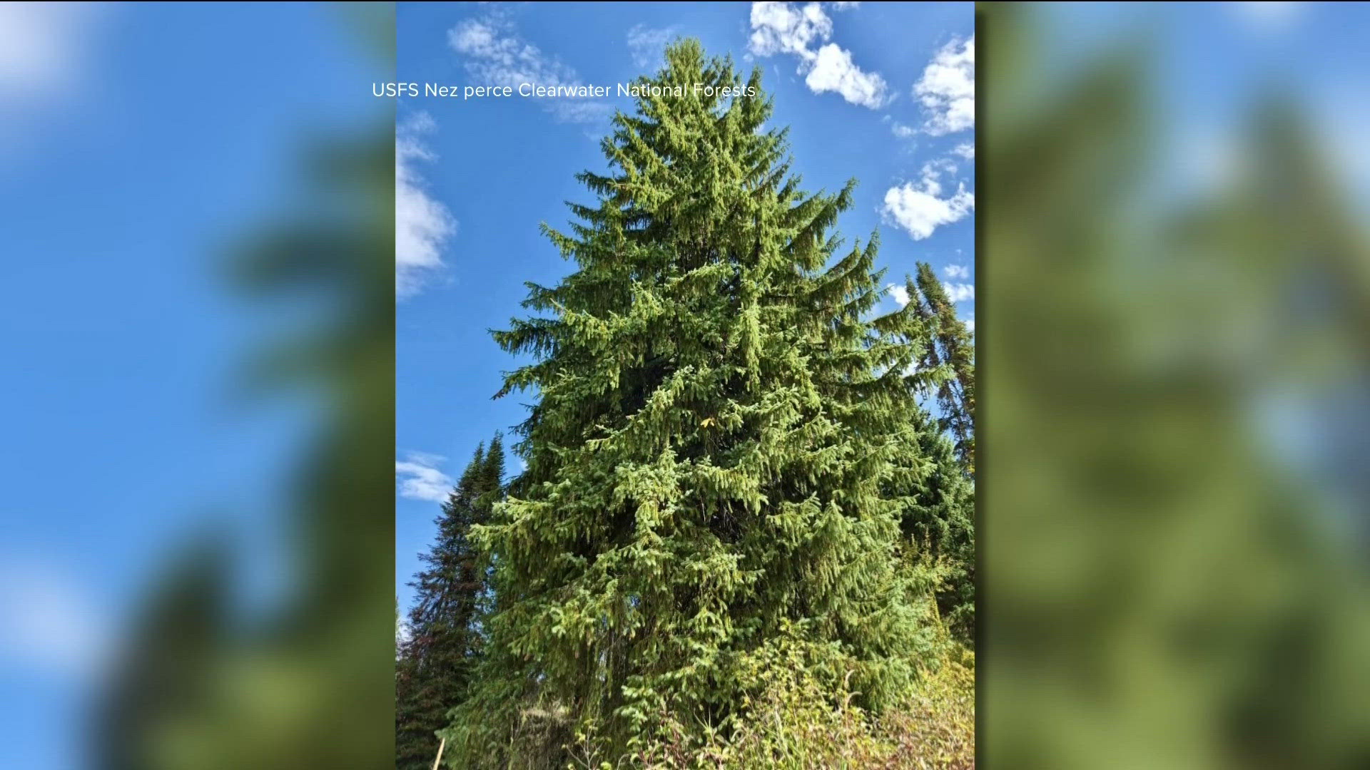 Tree Problems Symtom Idaho's 2026 Capitol Christmas Tree replaced due to disease concerns ...