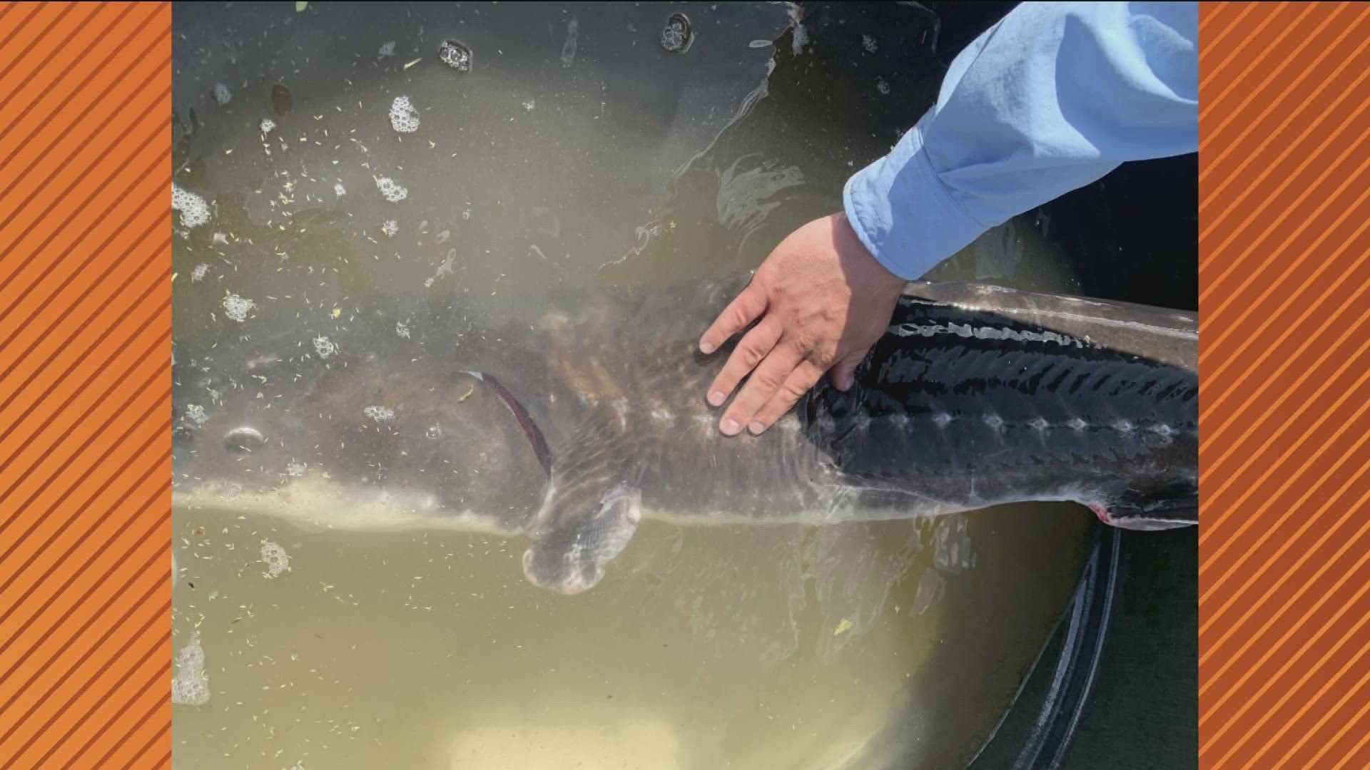 Idaho Fish and Game said the nearly 5-foot-long sturgeon was found swimming in the shallow Blackfoot canal with more than a third of its body above the water.