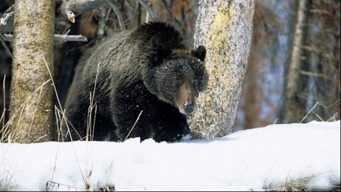 Single grizzly bear hunting tag approved in Idaho