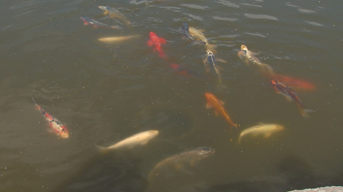 You Can Grow It Koi ponds at Boise Depot