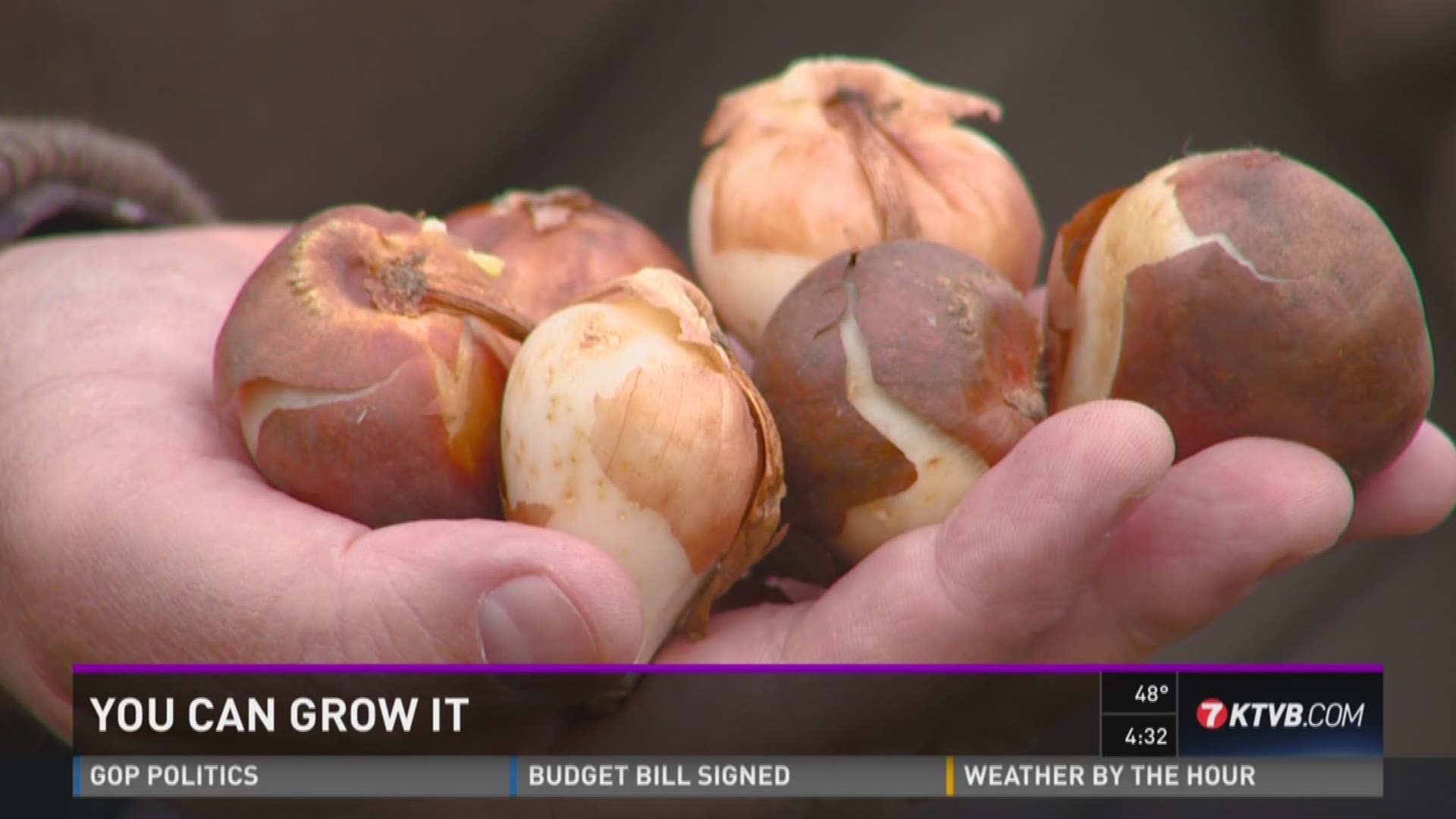 Jim Duthie says now is the time plant bulbs before the ground freezes.