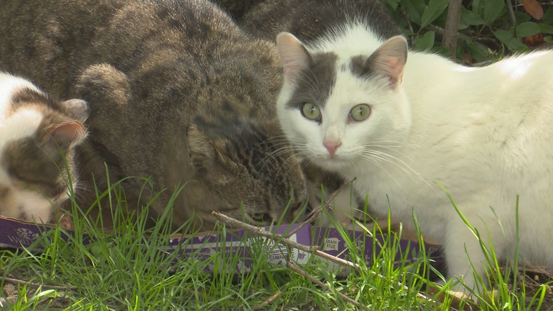 Feral cats listed as highly invasive species