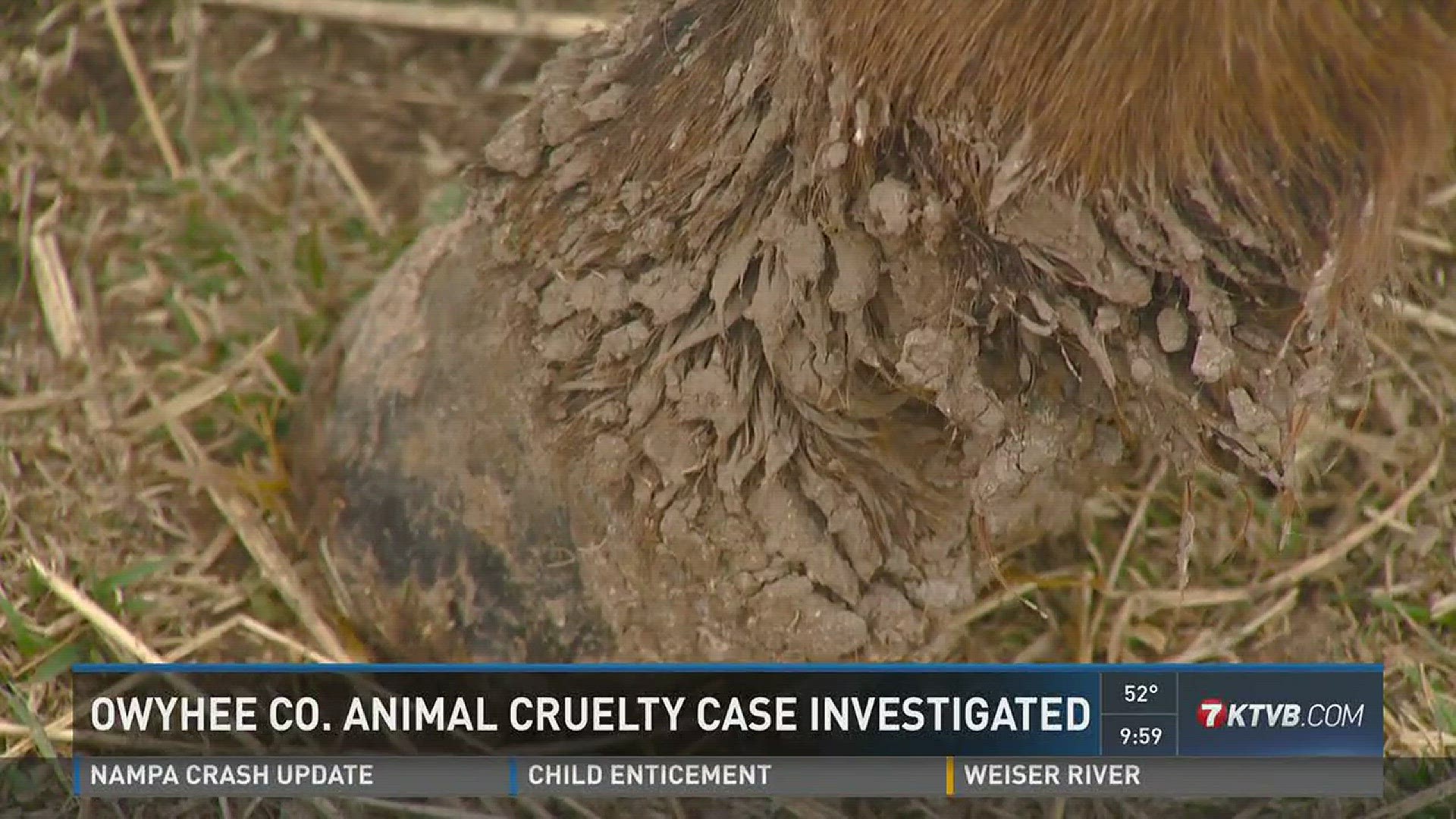 Grand View couple facing multiple animal cruelty charges