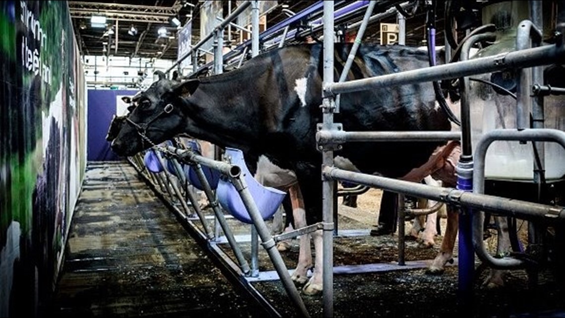 Idaho dairies invest in robotic milkers | ktvb.com