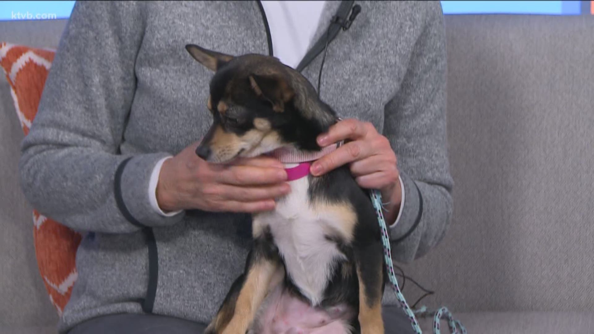 Olivia is a sweet Chihuahua-mix looking for a lap to curl up on.
