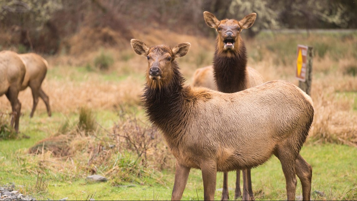 Two more CWD cases detected in cow elk, white-tailed doe | ktvb.com