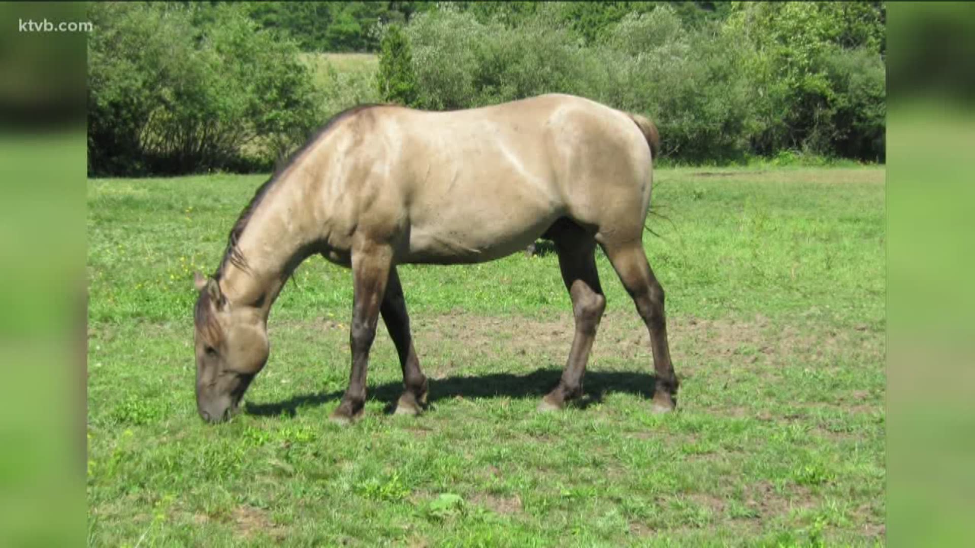 The family is devastated that someone killed their horse named Jazz. They've had him for 16 years.