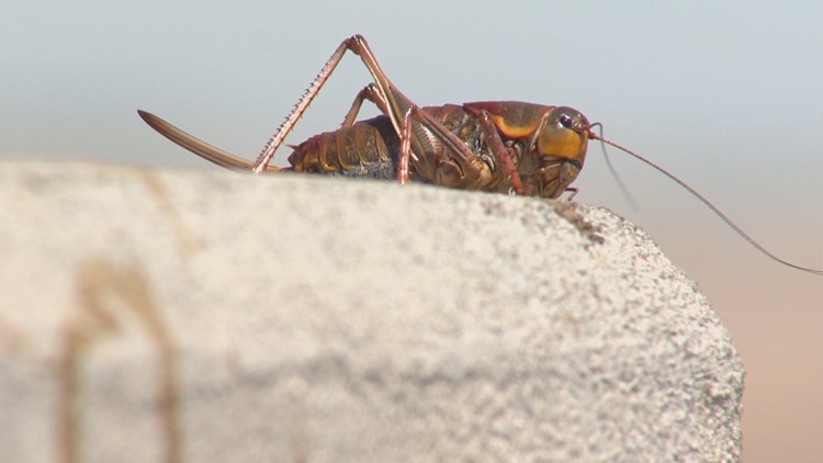 mormon cricket