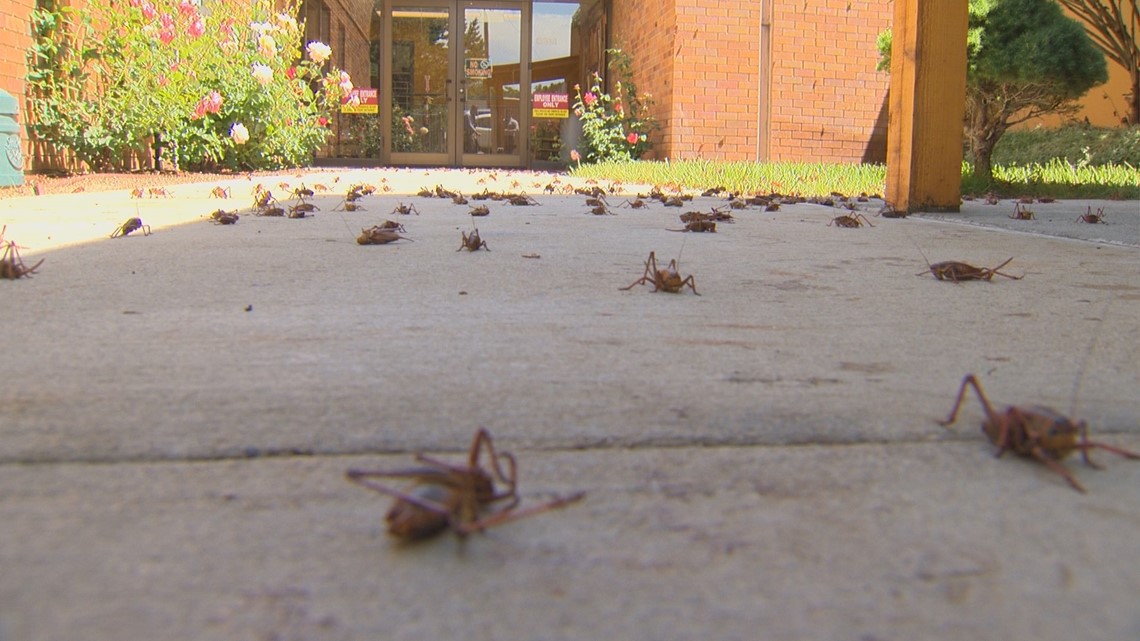 Mormon crickets invade town of Murphy