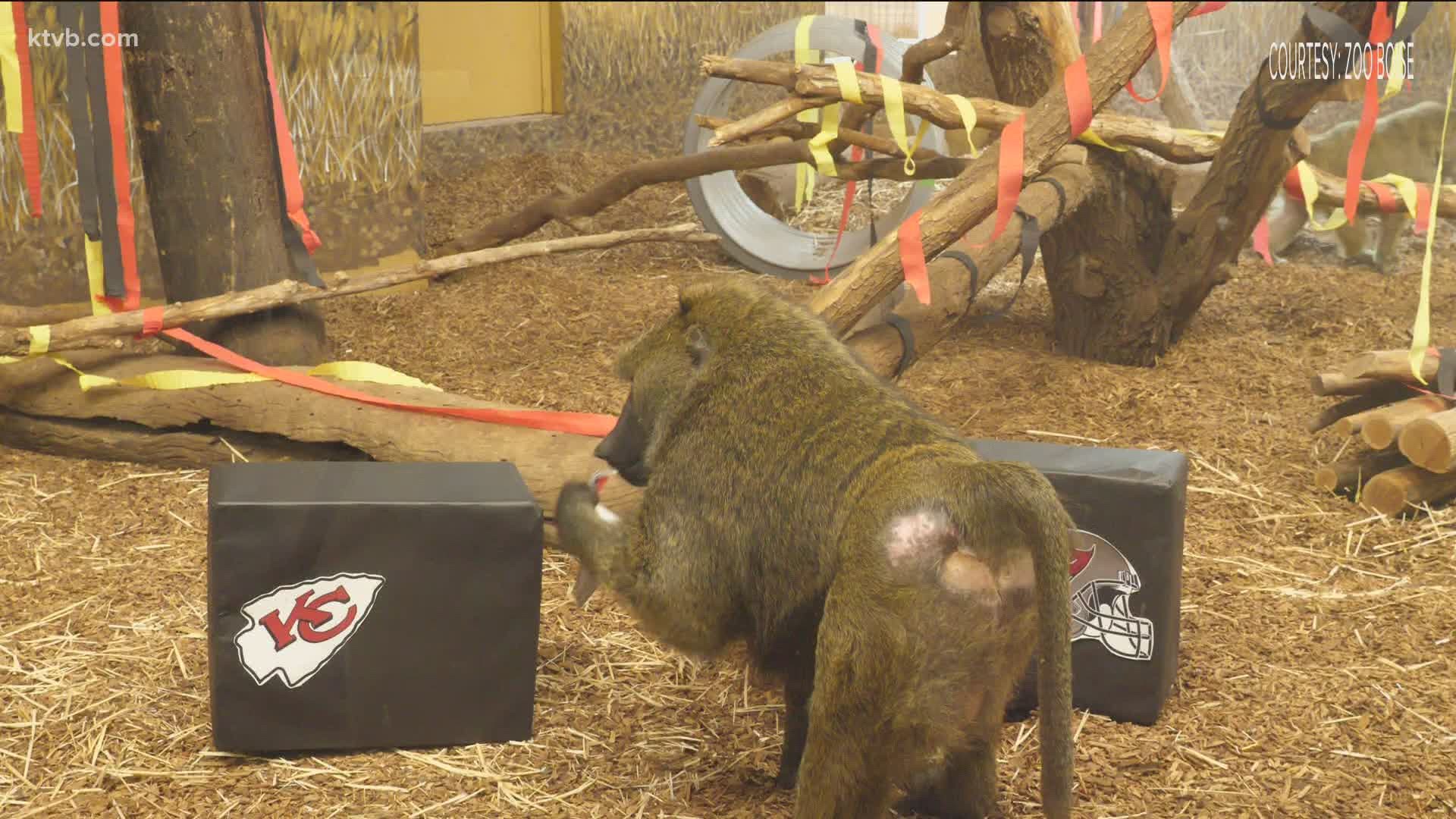 Quinn, who lives at Zoo Boise, is picking the Kansas City Chief to win on Super Sunday.
