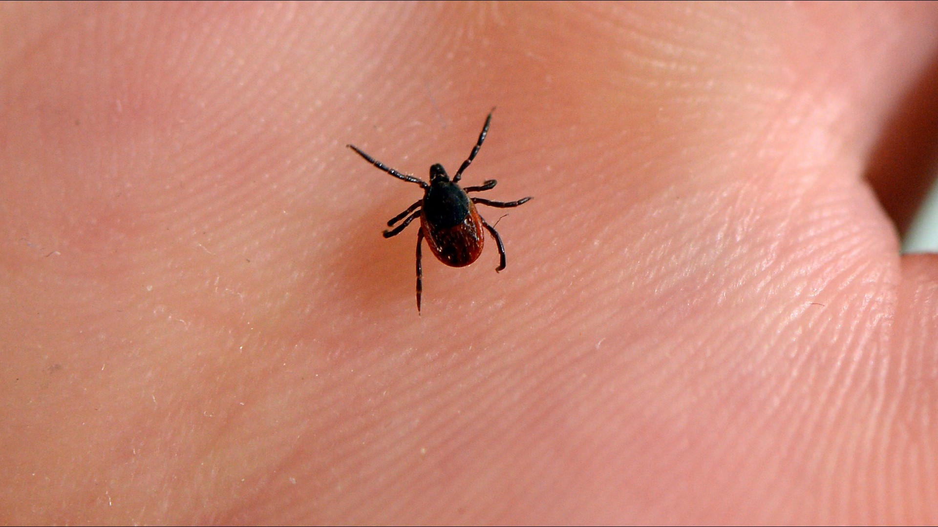 VERIFY Can tea tree oil repel ticks?