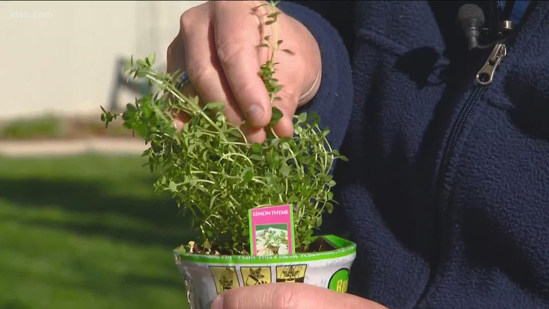 KTVB garden master Jim Duthie shows us some of the more popular herbs you will want to have in your garden this summer.