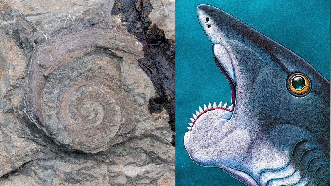 Buzzsaw Shark Fossil Unearthed In Eastern Idaho Ktvb Com