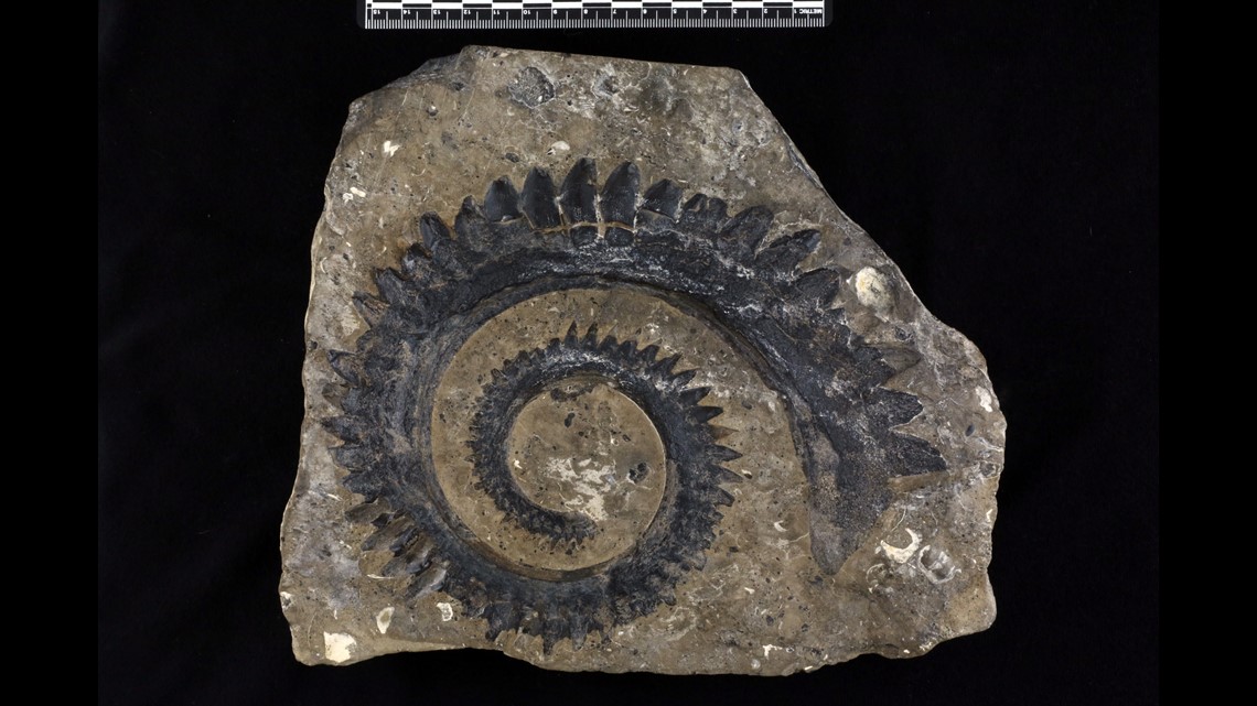 'Buzzsaw Shark' fossil unearthed in eastern Idaho