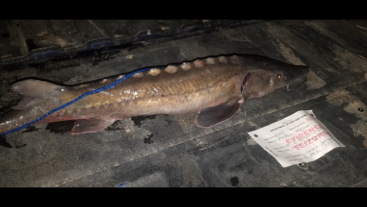 How to report an illegal sturgeon harvest in Idaho