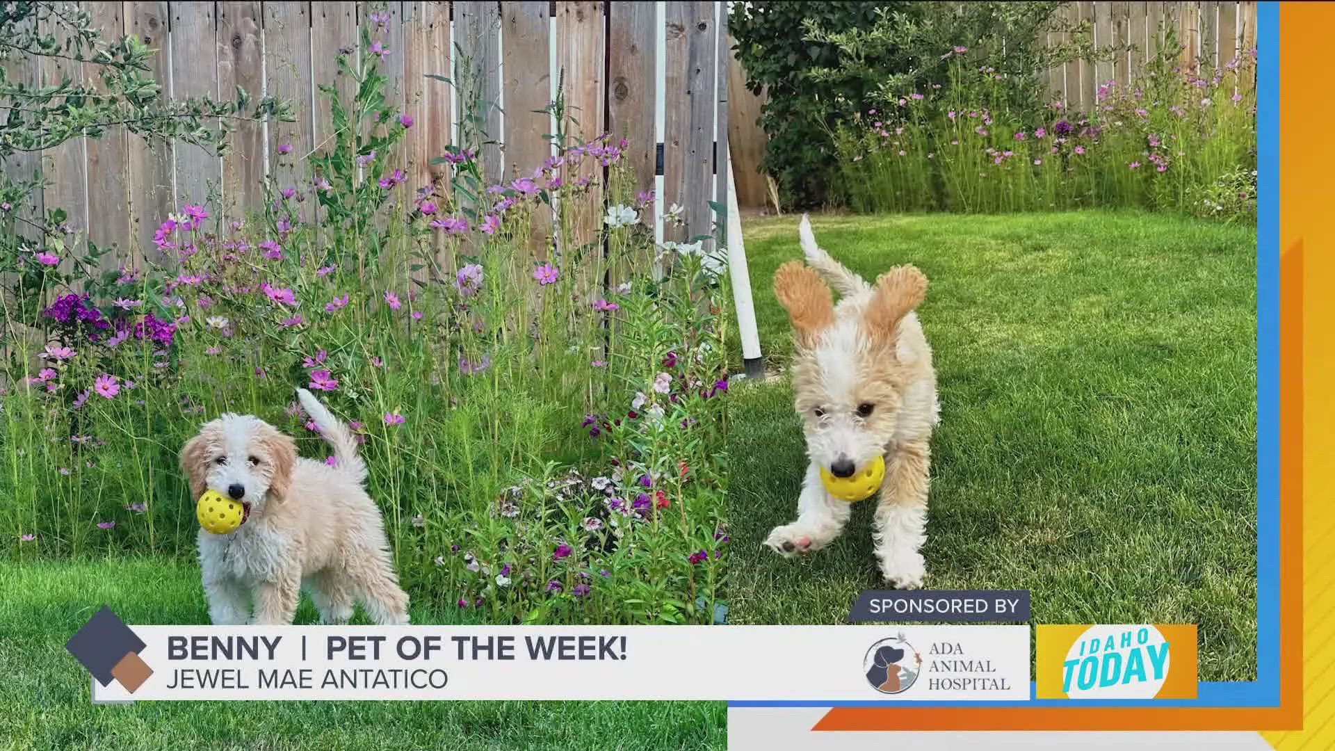 Benny is the boss man of tricks. And our Pet of the Week!