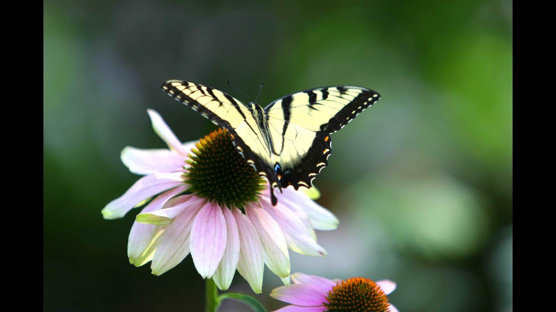 Butterflies in Bloom return to Zoo Boise