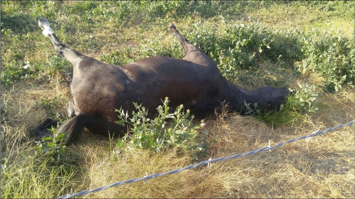 Payette County horses drop dead in tripledigit heat