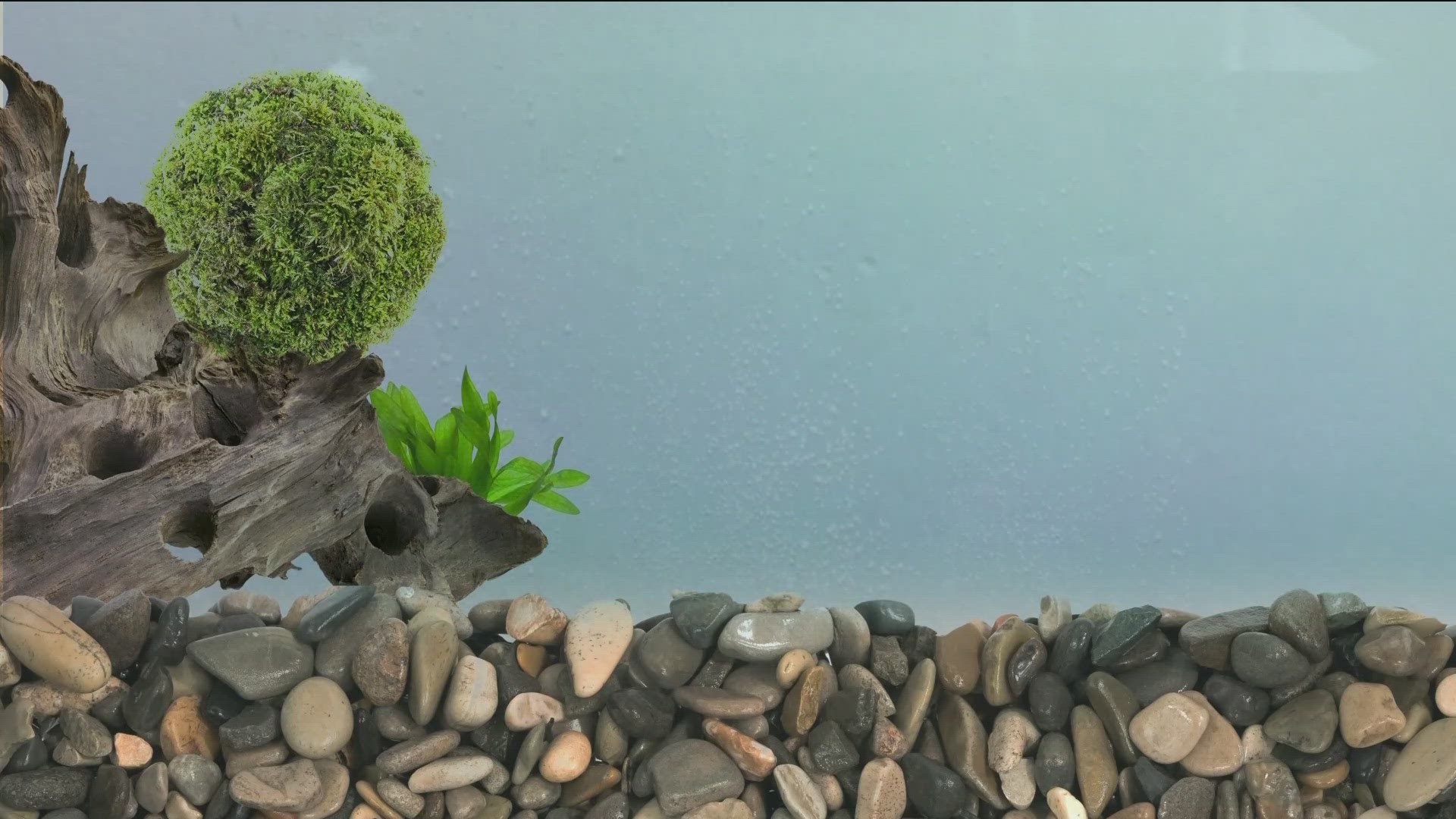 Aquarium owners should inspect "Marimo" moss aquarium balls.