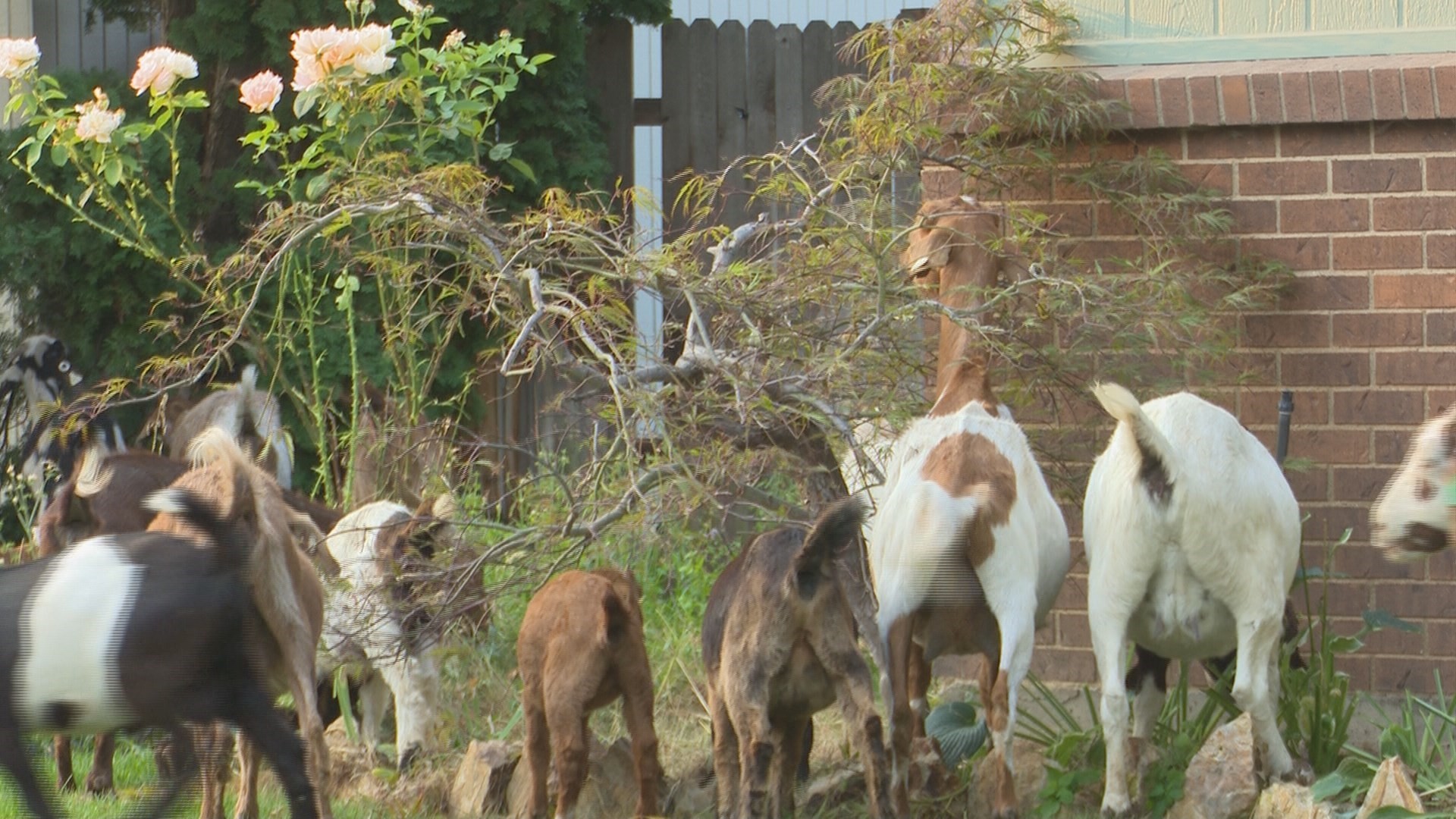 New kids on the block 118 hungry goats descend on Boise neighborhood