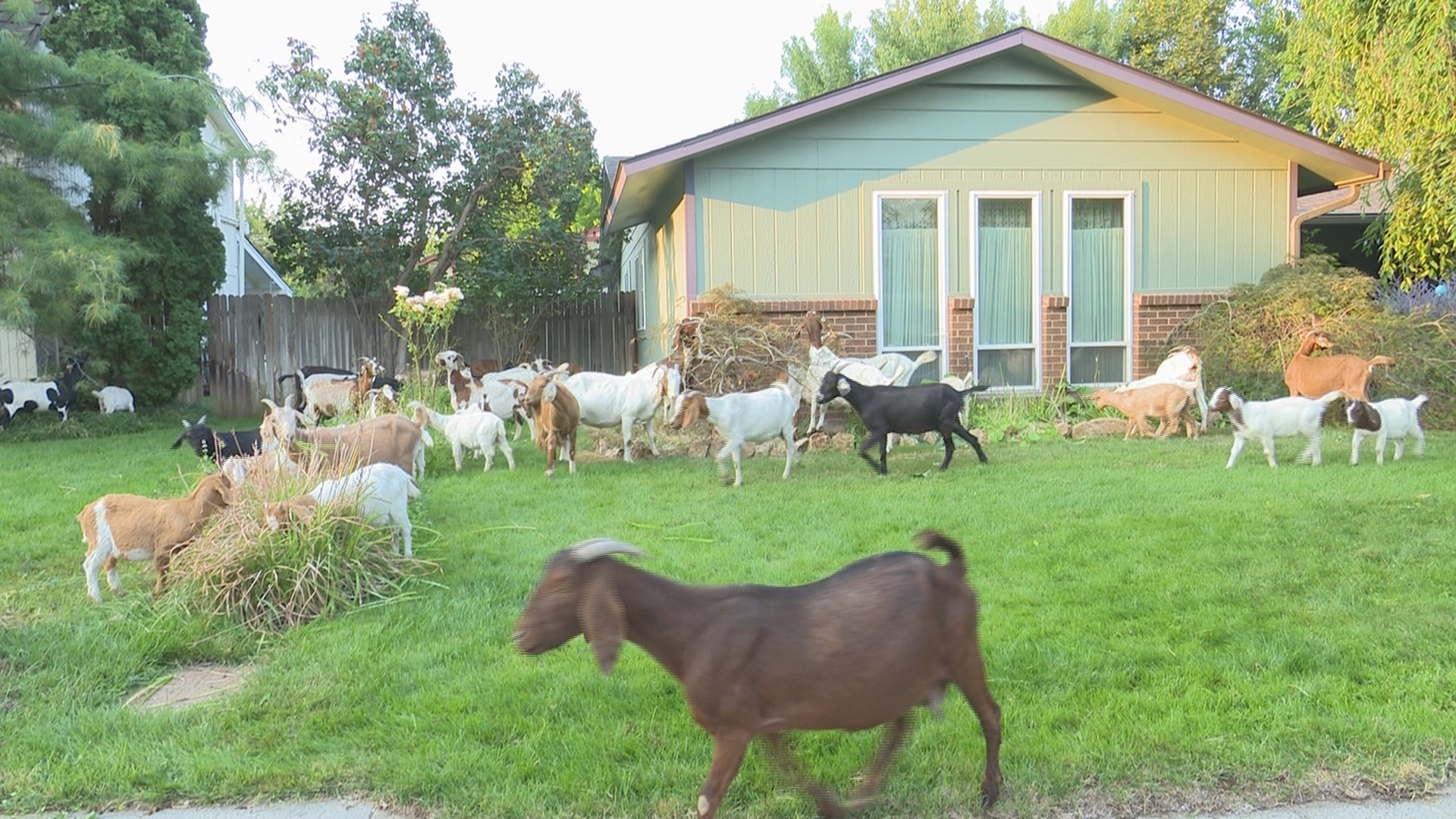 New kids on the block: 118 hungry goats descend on Boise neighborhood ...