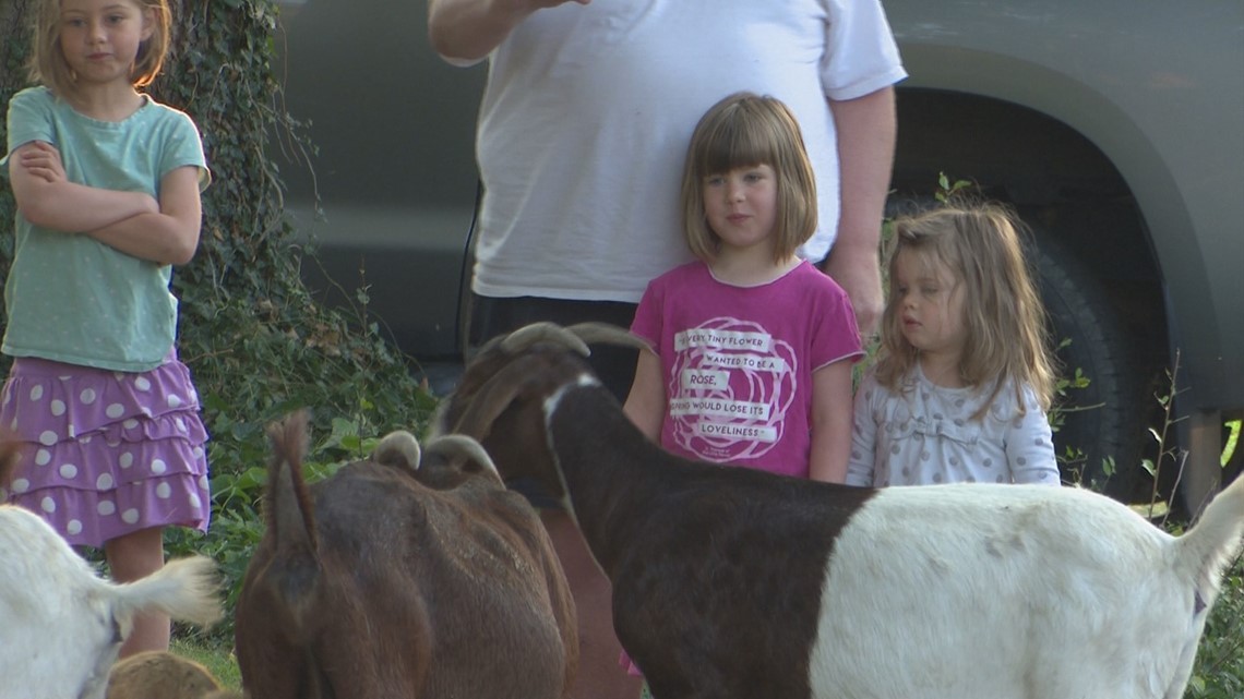 100 escaped goats munch on manicured front lawns 100 escaped goats munch on manicured front lawns