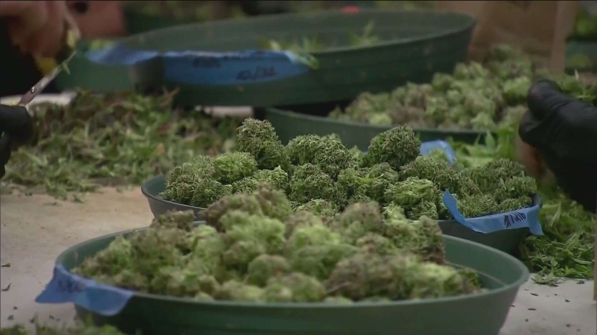 One of two citizen campaigns aimed for 2024, Kind Idaho aims to legalize marijuana for limited medical use in Idaho.