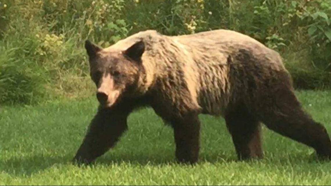 Three bears captured, killed separately in Idaho, Montana